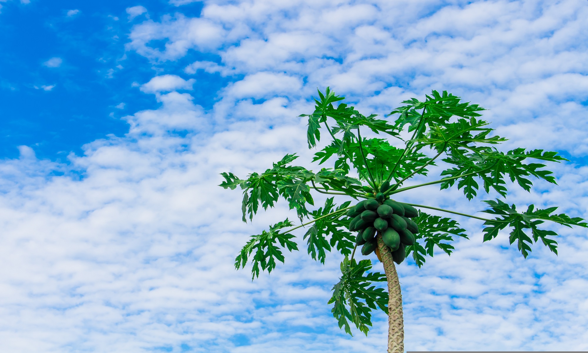 Papaya tree and blue sky.